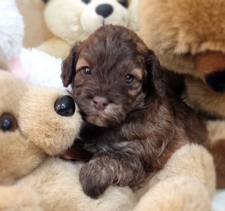 Belbon Oodles - Cavoodles