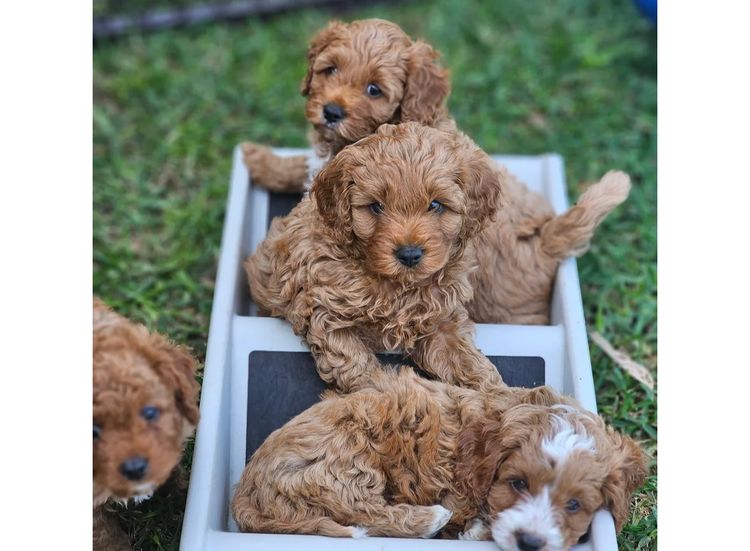 Belbon Oodles - Cavoodles
