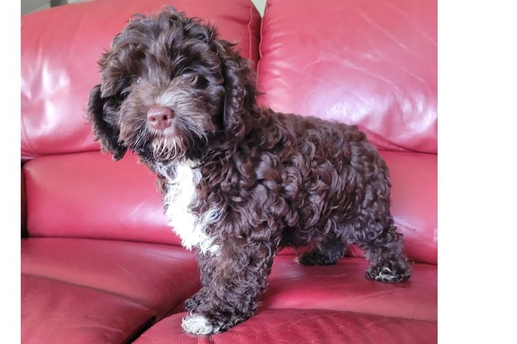 Belbon Oodles - Cavoodles