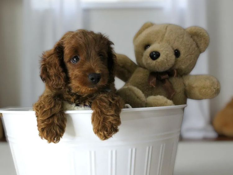Belbon Oodles - Cavoodles