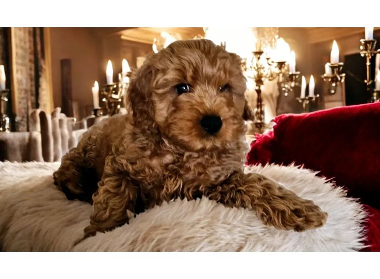 Belbon Oodles - Cavoodles