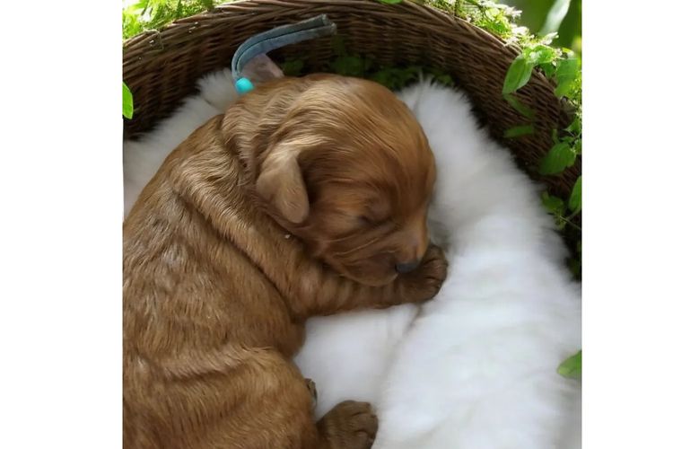 Belbon Oodles - Cavoodles
