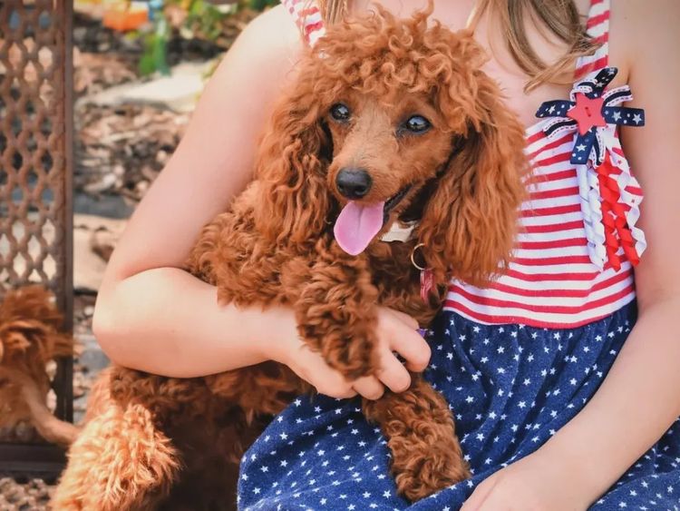 Raised Right Puppies Australia - Pedigree Toy Poodles