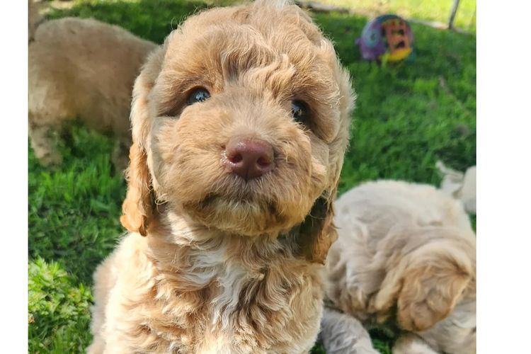Luxe Labradoodles