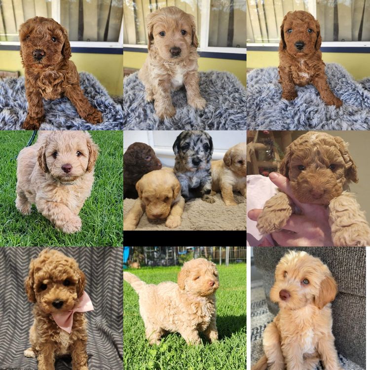 Luxe Labradoodles