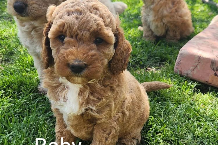 Luxe Labradoodles