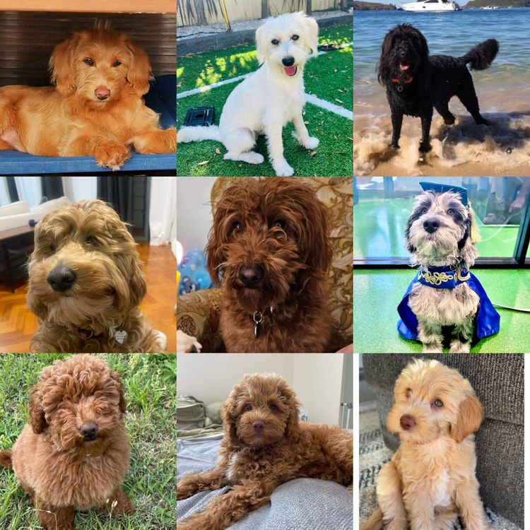 Luxe Labradoodles