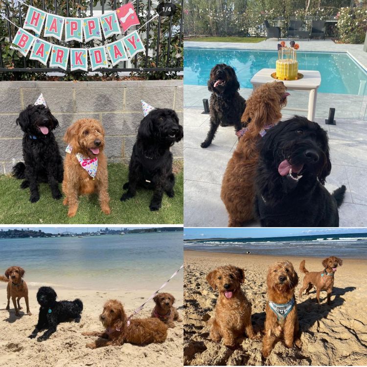 Luxe Labradoodles