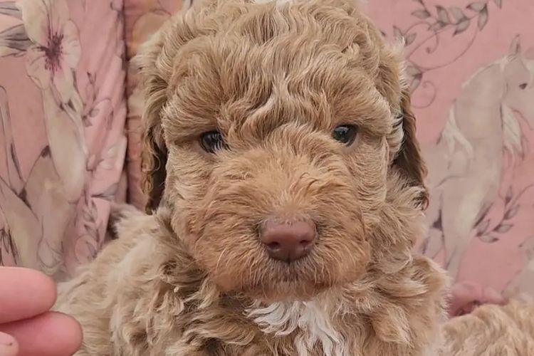 Luxe Labradoodles