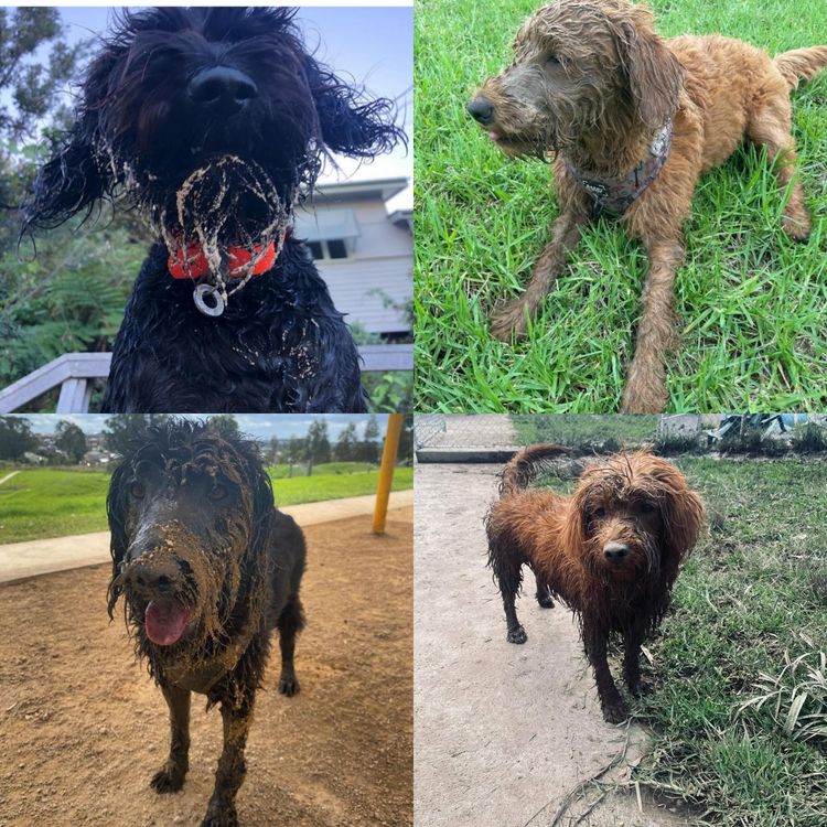 Luxe Labradoodles