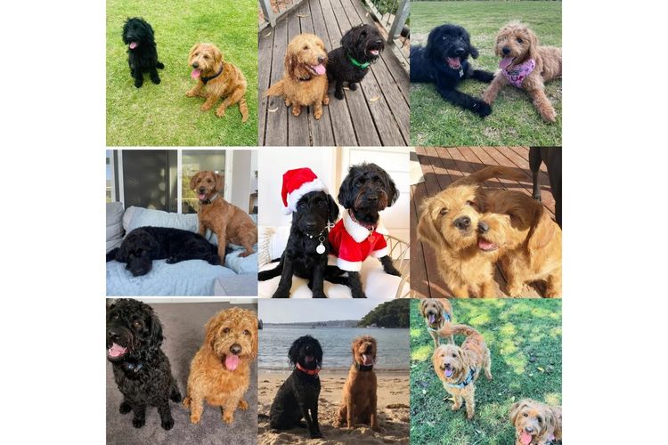 Luxe Labradoodles