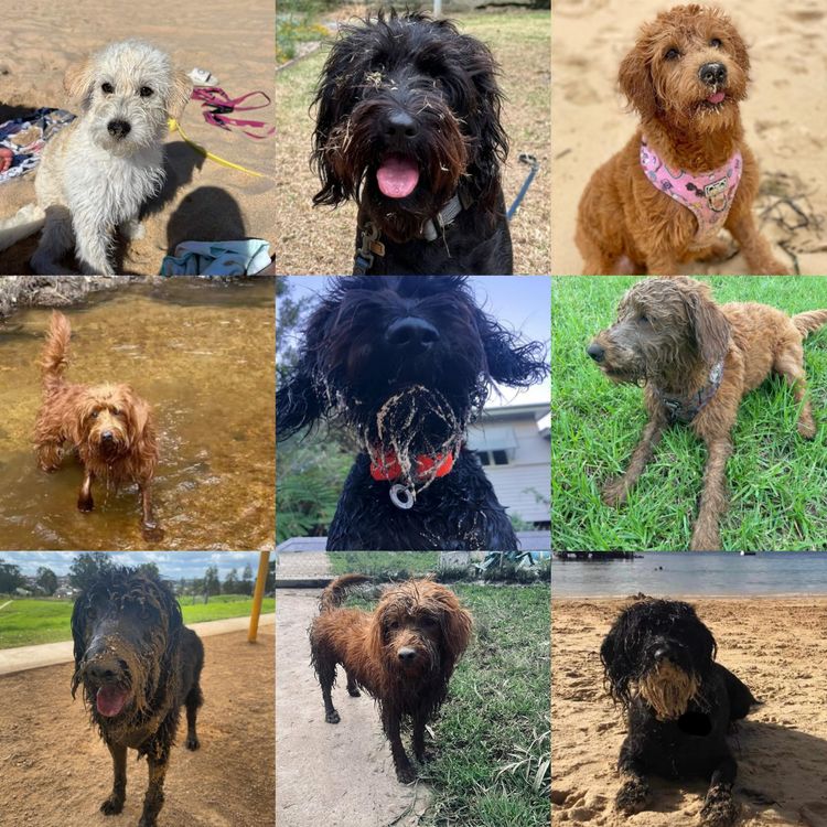 Luxe Labradoodles