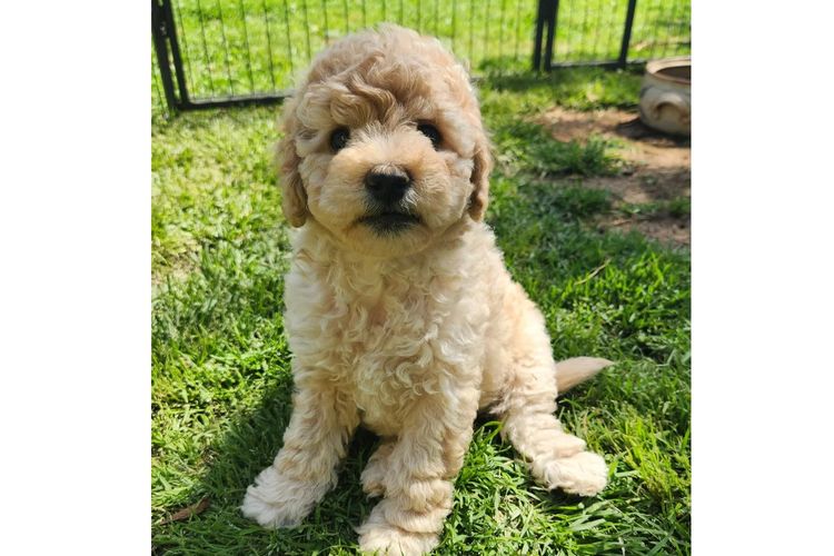 Luxe Labradoodles