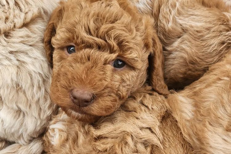 Luxe Labradoodles