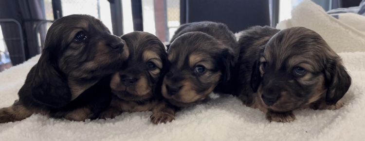 Ostaramoon Dachshunds ANKC Registered