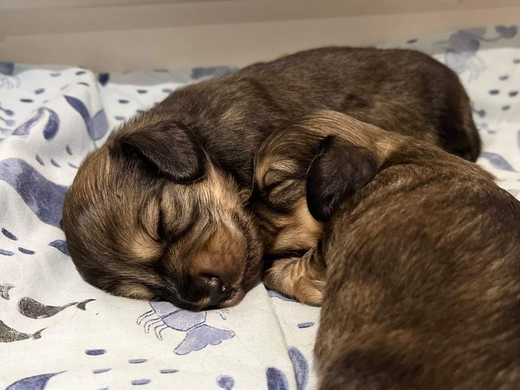 Ostaramoon Dachshunds ANKC Registered