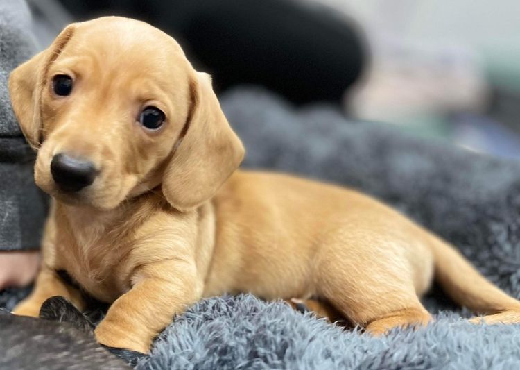 Ostaramoon Dachshunds ANKC Registered