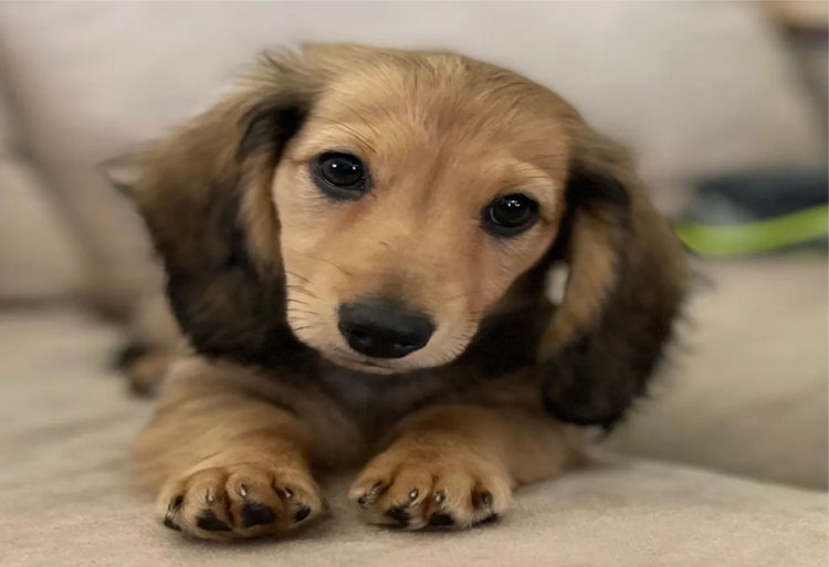 Ostaramoon Dachshunds ANKC Registered