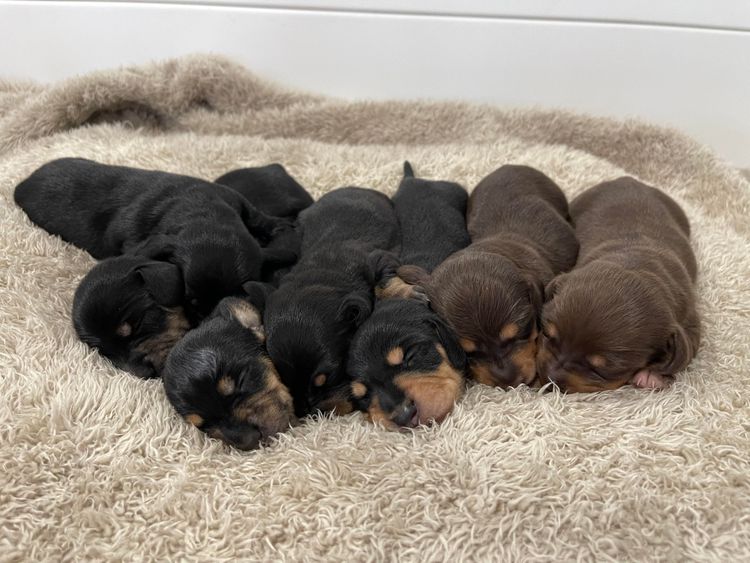 Ostaramoon Dachshunds ANKC Registered