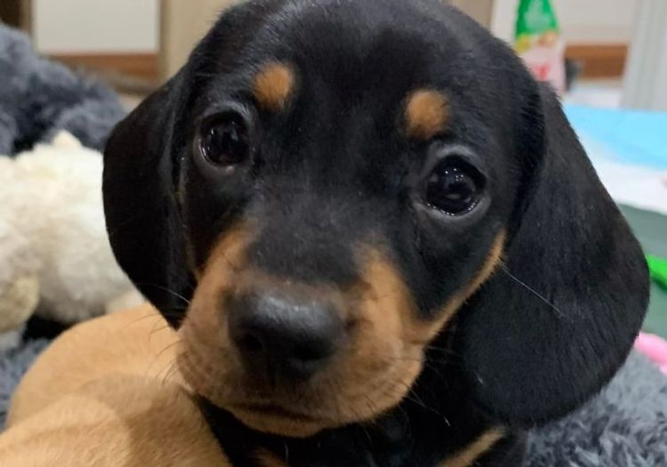 Ostaramoon Dachshunds ANKC Registered