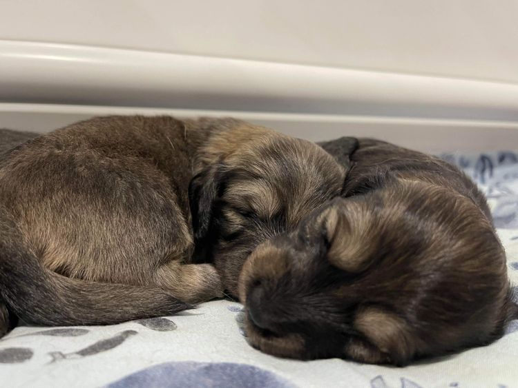 Ostaramoon Dachshunds ANKC Registered