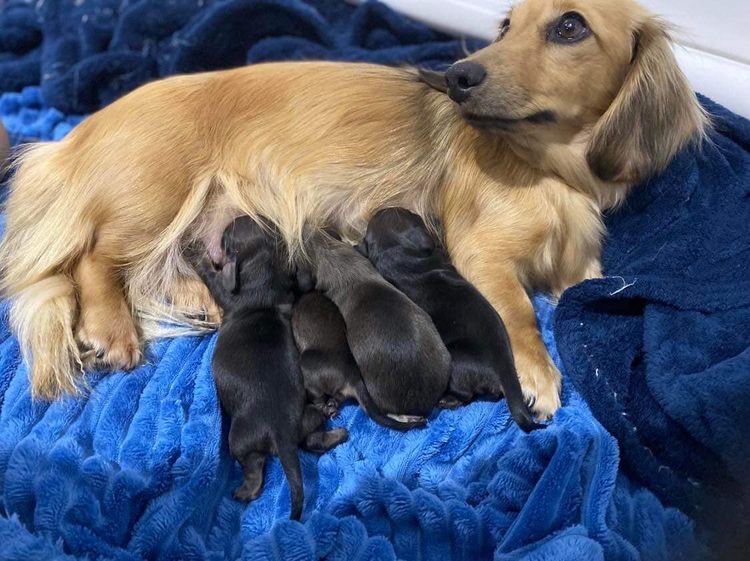 Ostaramoon Dachshunds ANKC Registered