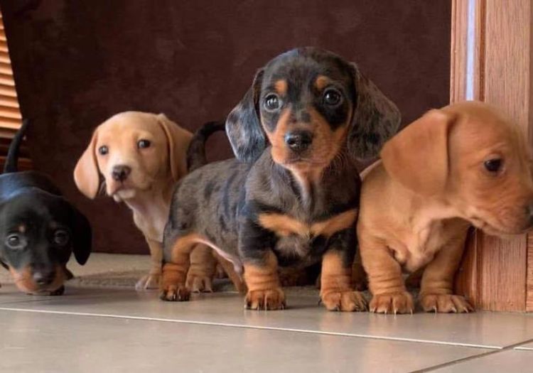 Ostaramoon Dachshunds ANKC Registered