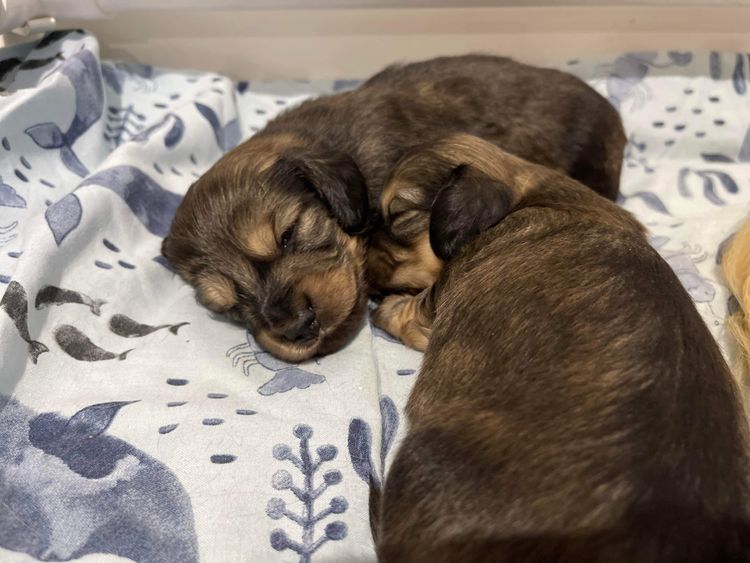 Ostaramoon Dachshunds ANKC Registered