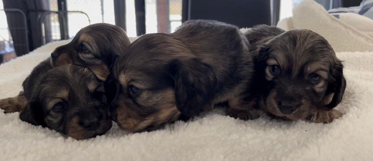 Ostaramoon Dachshunds ANKC Registered