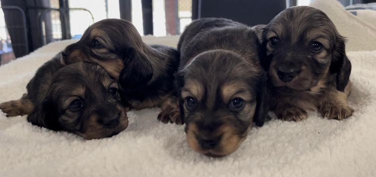 Ostaramoon Dachshunds ANKC Registered