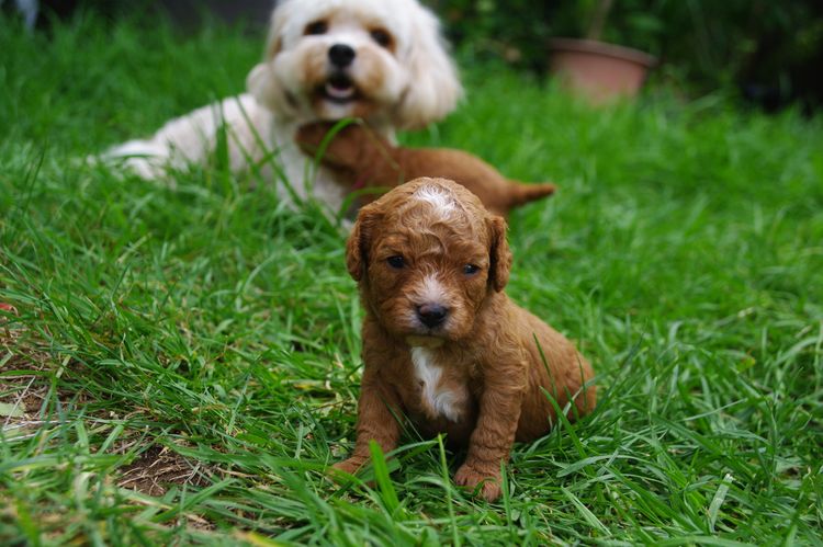 Pitter Patter Cavoodles