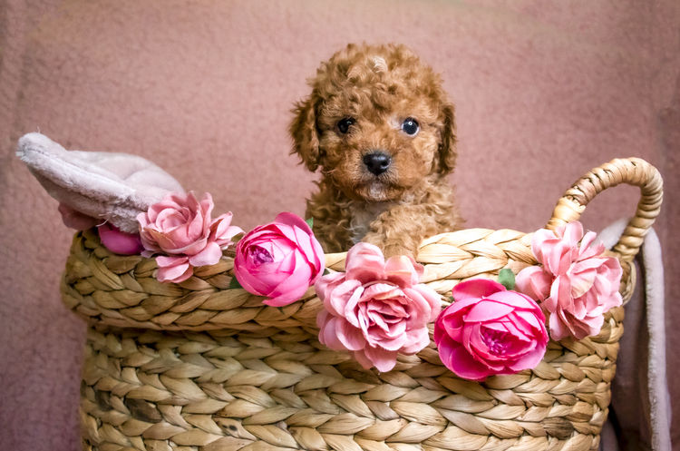 Pitter Patter Cavoodles
