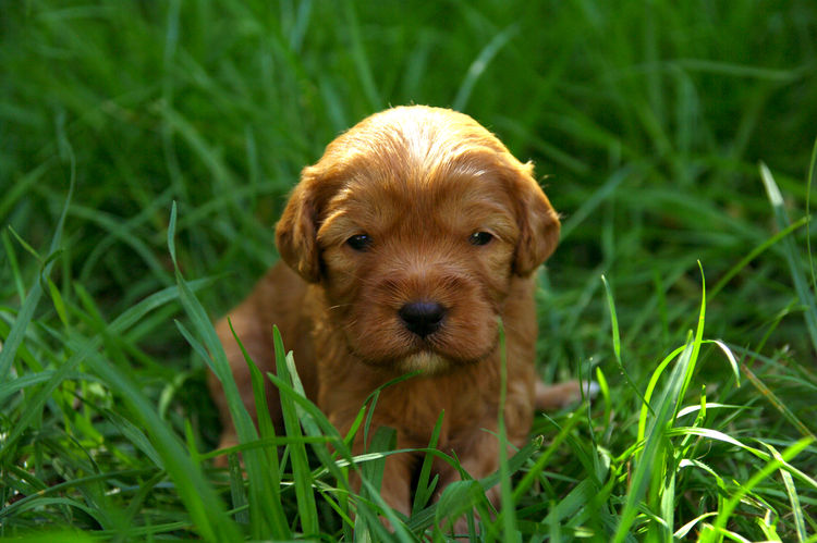 Pitter Patter Cavoodles