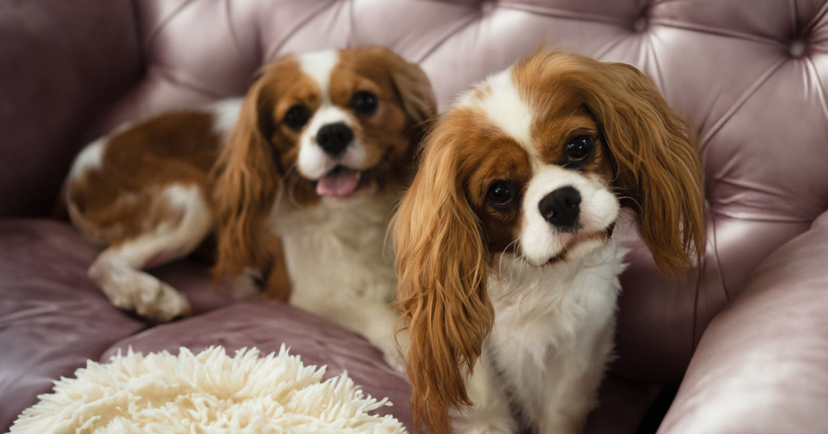 Pitter Patter Cavoodles, responsible breeder in South Australia RightPaw