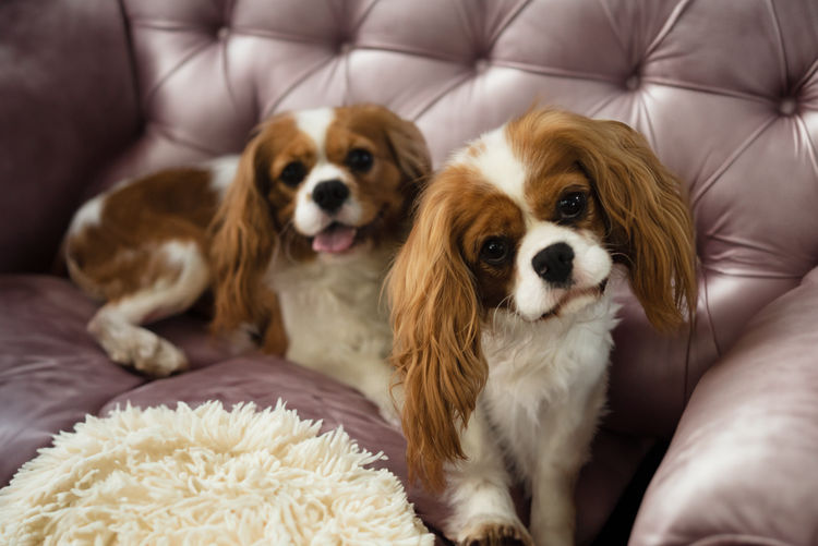 Pitter Patter Cavoodles