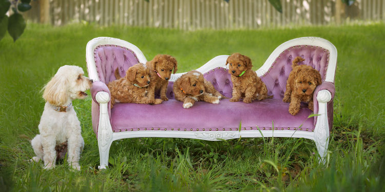 Pitter Patter Cavoodles