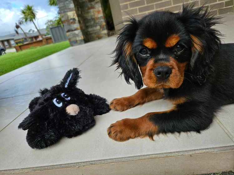 Cavaliscious Cavaliers (ANKC DNSW 2100094670, B001086112)