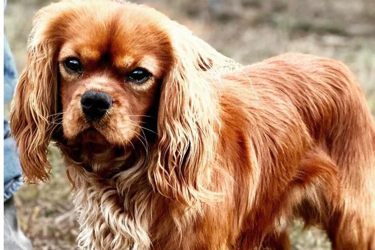 Cavaliscious Cavaliers (ANKC DNSW 2100094670, B001086112)
