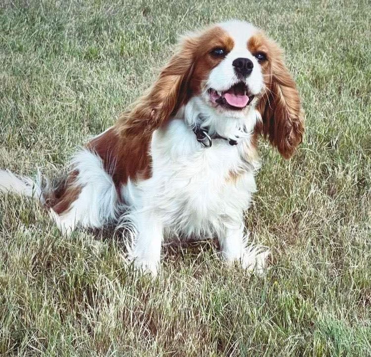 Cavaliscious Cavaliers (ANKC DNSW 2100094670, B001086112)