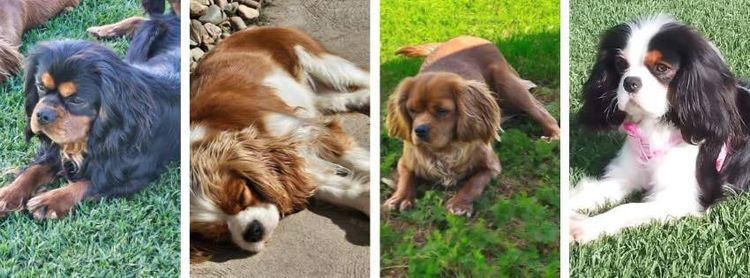 Cavaliscious Cavaliers (ANKC DNSW 2100094670, B001086112)
