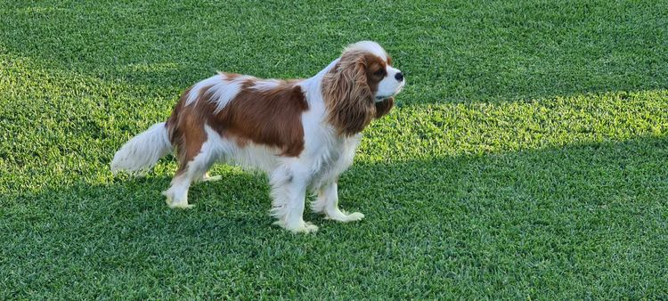 Cavaliscious Cavaliers (ANKC DNSW 2100094670, B001086112)