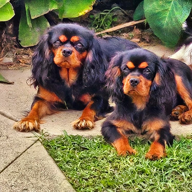 Cavaliscious Cavaliers (ANKC DNSW 2100094670, B001086112)
