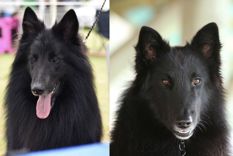 Tarraray Belgian Shepherds (Groenendael)