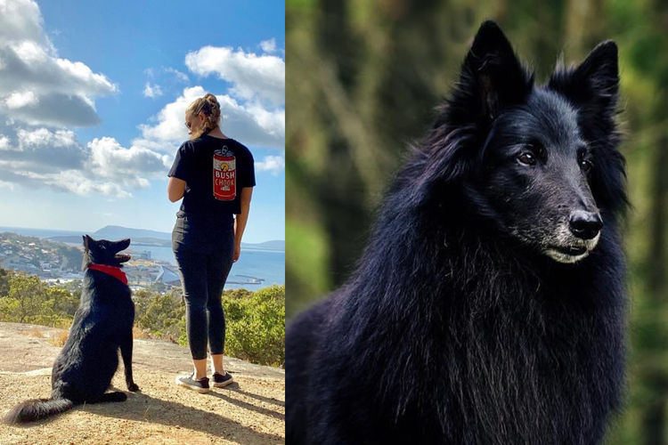 Tarraray Belgian Shepherds (Groenendael)