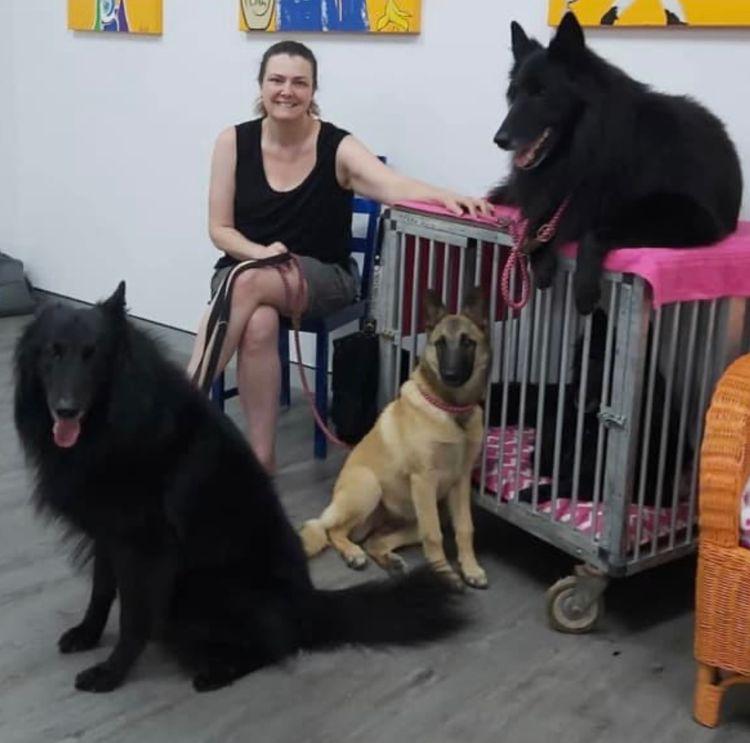 Tarraray Belgian Shepherds (Groenendael)