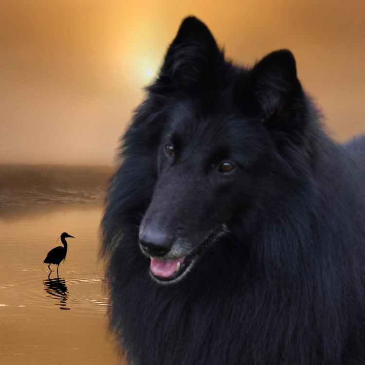 Tarraray Belgian Shepherds (Groenendael)