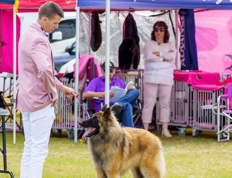 Tarraray Belgian Shepherds (Tervueren)