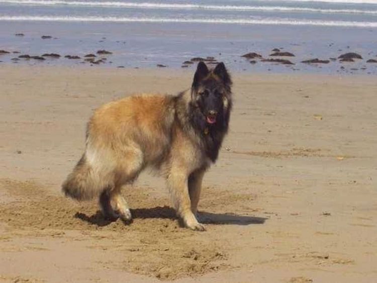 Tarraray Belgian Shepherds (Tervueren)