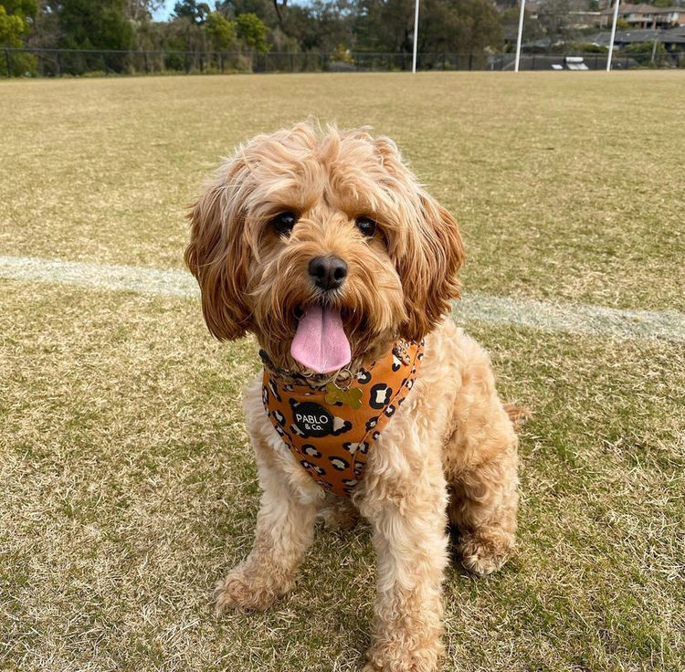 Milmax Cavoodles / Theodores