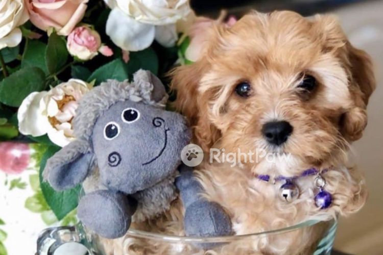 Milmax Cavoodles / Theodores